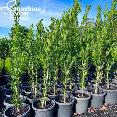 Laurus Nobilis - Bay Leaf 300mm pot Plant