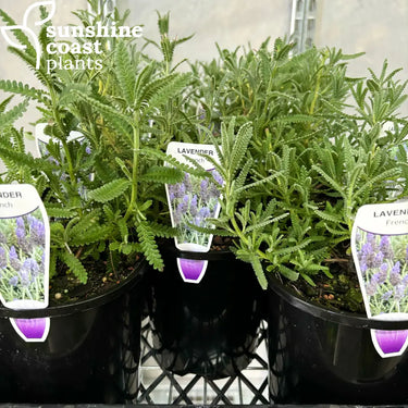 Lavandula dentata - French Lavender 140mm pot Plant