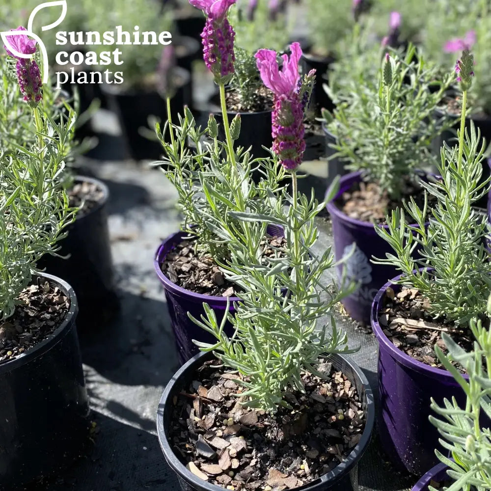 blueberry lavender plant Lavender 'Bubbleberry'