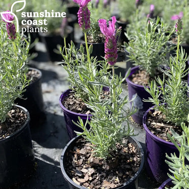 Fairly compact, the Lavender Blueberry Ruffles features mid purple, distinctive rippled petals atop pretty flower heads.