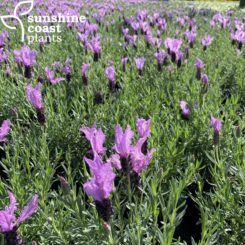 is lilac and lavender the same plant Lavender 'Lilac Lace'