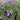 An elegant, compact, fast-growing evergreen Lavender which produces long, sturdy stems of bold-vivid purple blooms