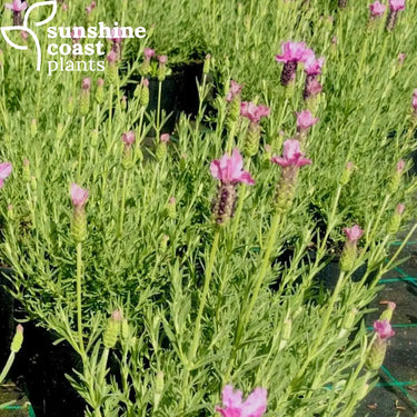 Lavender ’Pink Lace’ 140mm Plant