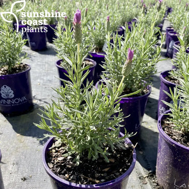 Lavender The Queen is a low growing evergreen perennial shrub, which is a show stopper in the garden
