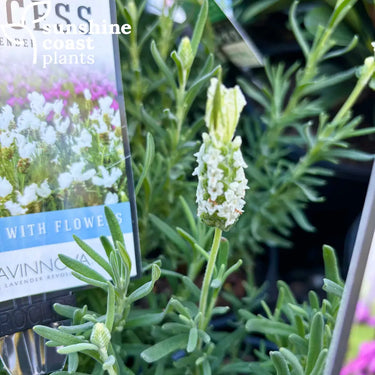 Lavender ‘Snow Princess’ 140mm Plant
