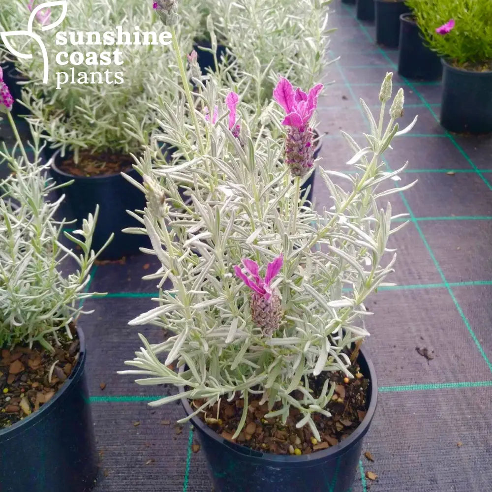 princess lavender plant Lavender 'The Princess'