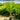 Licuala Elegans - Elegant Fan Palm Plant