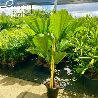Licuala Elegans - Elegant Fan Palm Plant
