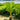 Licuala Grandis - Ruffled Fan Palm 300mm Plant