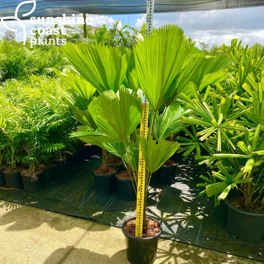 Licuala Grandis - Ruffled Fan Palm 300mm Plant