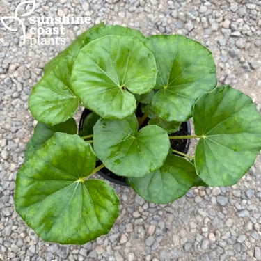 Ligularia Denata Reniformis - Tractor Seat Plant 200mm pot Plant