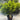 Lilly Pilly Syzygium Australe ’Baby Boomer’ Plant