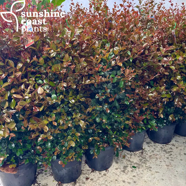 Lilly Pilly Syzygium Australe Big Red 300mm pot Plant