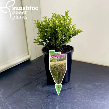 Lilly Pilly Syzygium Australe ’Bush Christmas’ - 140mm pot - Plant