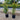 Hinterland Gold 200mm pot