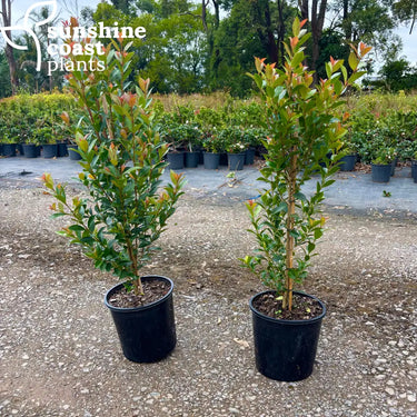 Hinterland Gold 200mm pot