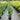 Lilly Pilly Syzygium Australe Resilience 200mm pot Plant