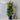 Lilly Pilly Syzygium Australe Resilience - 300mm pot - Plant
