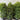 Lilly Pilly Syzygium Australe Resilience 400mm pot Plant