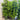 Lilly Pilly Resilience 45Ltr bag