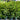 Lilly Pilly Syzygium Australe Resilience Plant