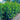 Lilly Pilly Syzygium Australe Resilience Plant