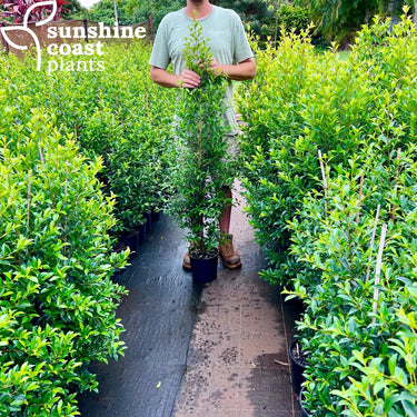 Lilly Pilly Syzygium Australe Select