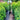 Lilly Pilly Syzygium Australe Select