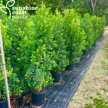 Lilly Pilly Syzygium Australe Select 300mm pot Plant