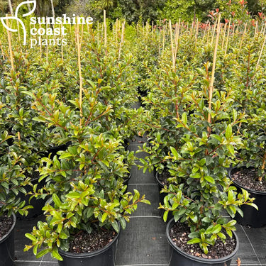 Lilly Pilly Syzygium Australe ’Straight & Narrow™️ 200mm pot Plant
