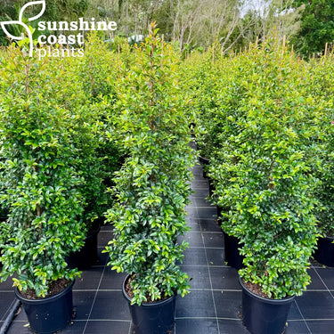Lilly Pilly Syzygium Australe ’Straight & Narrow™️ 300mm pot Plant