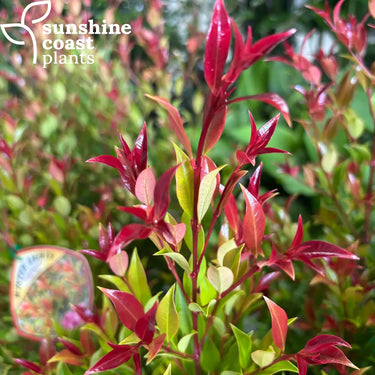 Lilly Pilly Syzygium Australe Winter Lights 140mm pot Plant
