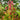 Lilly Pilly Syzygium Australe Winter Lights 200mm pot Plant