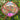 Lilly Pilly Syzygium Australe Winter Lights Plant