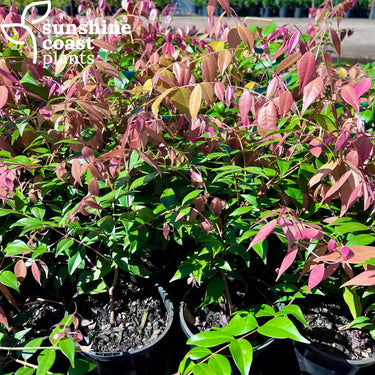 Lilly Pilly Syzygium Cascade Plant