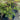 Lilly Pilly Syzygium Cascade Plant