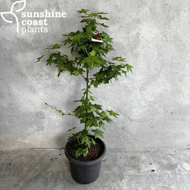 Liquidambar 300mm pot