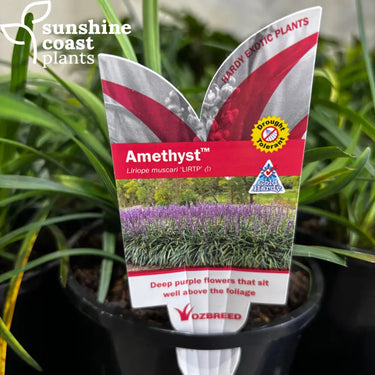Liriope Muscari ‘Amethyst’ - 140mm pot - Plant