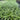 This large perennial makes an attractive, dark green groundcover and is accented with spikes of lilac purple blooms
