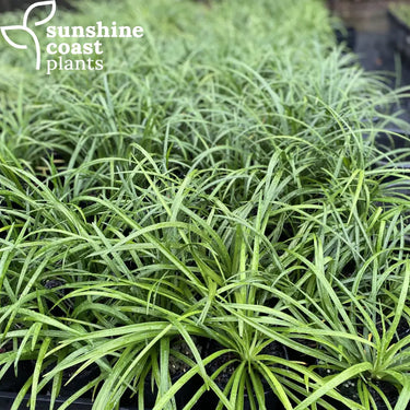 This large perennial makes an attractive, dark green groundcover and is accented with spikes of lilac purple blooms