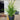 Liriope Muscari Evergreen Giant 200mm pot Plant