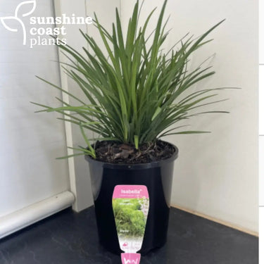 Liriope Muscari ‘Isabella’ 140mm pot Plant