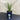 Liriope Muscari ‘Just Right’ 140mm pot Plant
