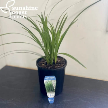 Liriope Muscari ‘Just Right’ 140mm pot Plant