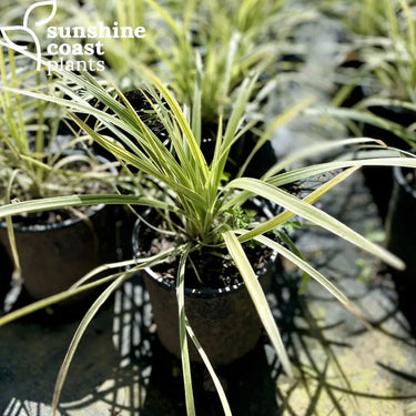 Liriope 'Stripy White' is an hugely popular evergreen bearing spikes of small white flowers throughout the warmer months