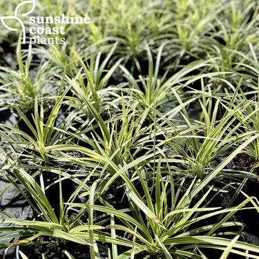 Liriope 'Stripy White' is a popular variety that produces variegated leaves and a pleasing clumping habit