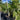 Livistonia Chinensis - Chinese Fan Palm 160Ltr pot Plant