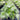 Livistonia Chinensis - Chinese Fan Palm 300mm pot Plant