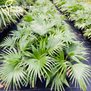Livistonia Chinensis - Chinese Fan Palm 300mm pot Plant