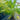 Livistonia Chinensis - Chinese Fan Palm 400mm pot Plant